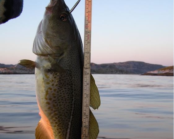 Proportion of Large Fish (Large Fish Index)