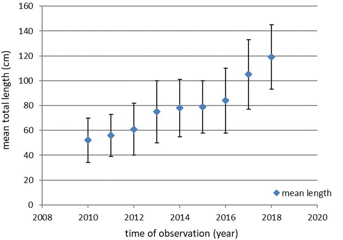 Figure 3: Development of the mean total length (cm ± SD) of recaptured sturgeons released in the French Gironde system over time
