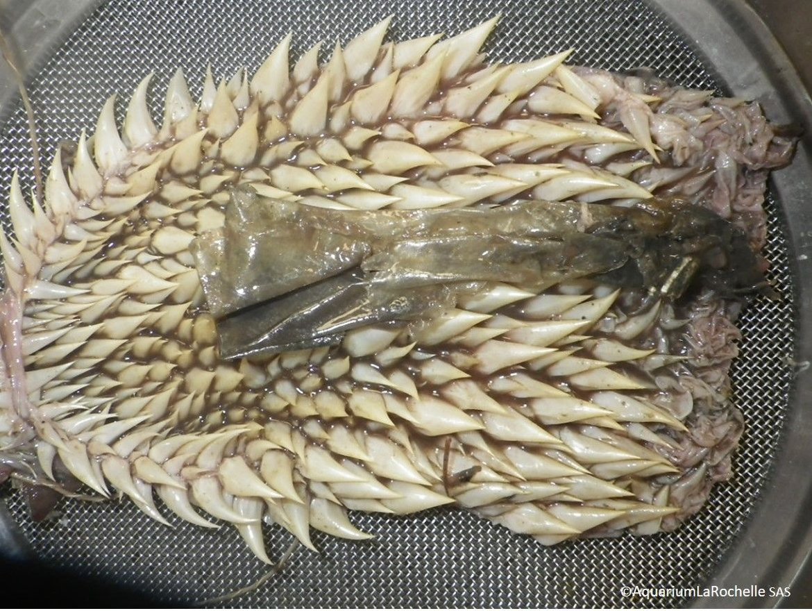 Plastic collected in an oesophagus from a necropsied sea turtle Caretta caretta (Bay of Biscay) © La Rochelle aquarium