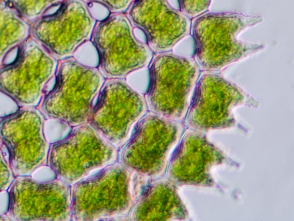 Food webs Thematic Assessment