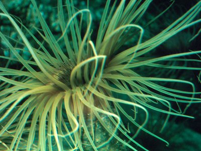 Condition des communautés d’habitats benthiques: Evaluation des habitats côtiers par rapport à l’enrichissement en nutriments et/ou organique 