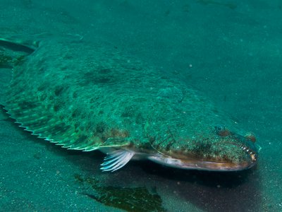 Rétablissement de l’abondance des populations d’espèces halieutiques sensibles 