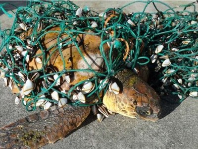 BB28 - Sea turtle by-catch (MT1)