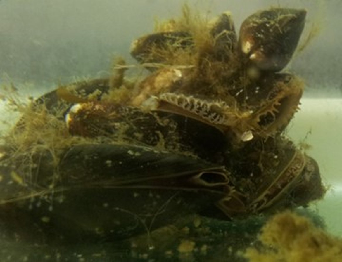 Figure 1: Shellfish – Polycyclic aromatic hydrocarbons (PAHs) can accumulate in shellfish, either absorbed directly from the marine environment or indirectly through food consumption © Marine Scotland Science