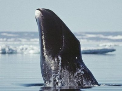 Abundance and Distribution of Cetaceans