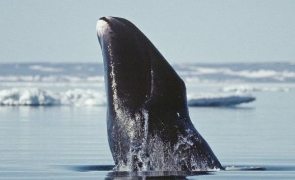 Bowhead Whale