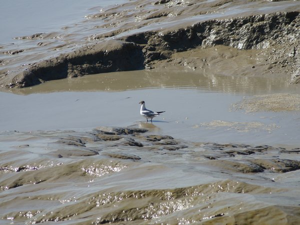 Intertidal mudflats
