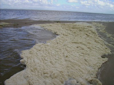 Trends in Blooms of Nuisance Phytoplankton Species Phaeocystis in Belgian, Dutch and German Waters