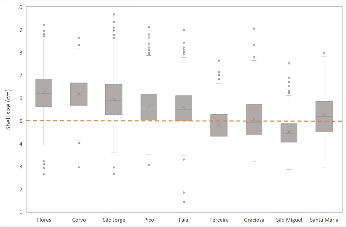 Figure 4: Distribution of sampled limpet sizes (cm) by island. The dashed red line represents the minimum catch size (5 cm) according to current legislation (source: Gomes et al. 2023). Figure 4: Distribution of sampled limpet sizes (cm) by island. The dashed red line represents the minimum catch size (5 cm) according to current legislation (source: Gomes et al. 2023).