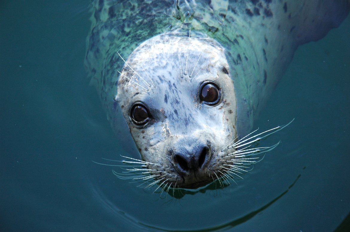 Grey Seals are pinnipeds © Shutterstock