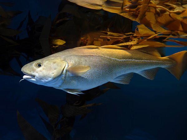 Atlantic Cod
