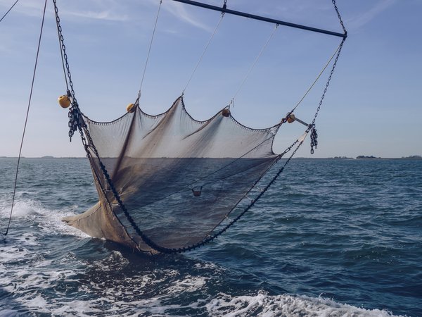 Sentinels of the Seabed