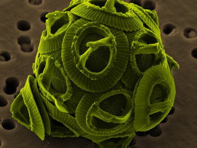 H11 - General Biological Effects