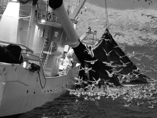 Pilot Assessment of Marine Bird Bycatch