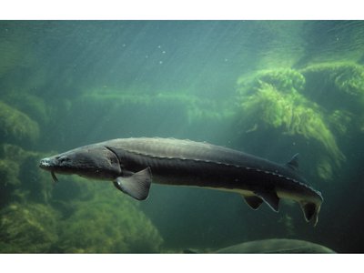 Esturgeon commun ou esturgeon d’Europe