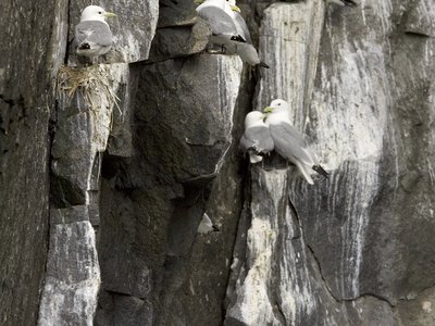 Mouettes Tridactyles