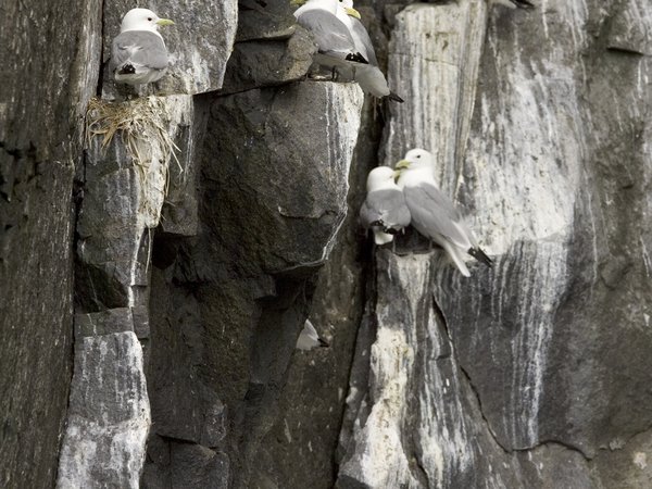 Black-legged Kittiwake