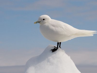 Mouette blanche