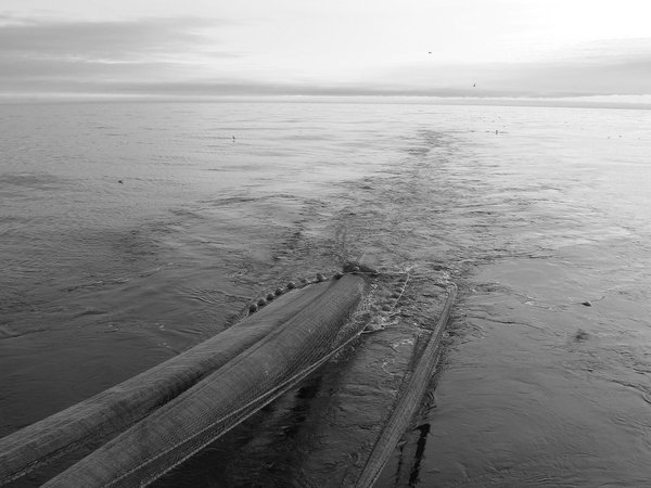 Pilot Assessment of Mean Maximum Length of Fish