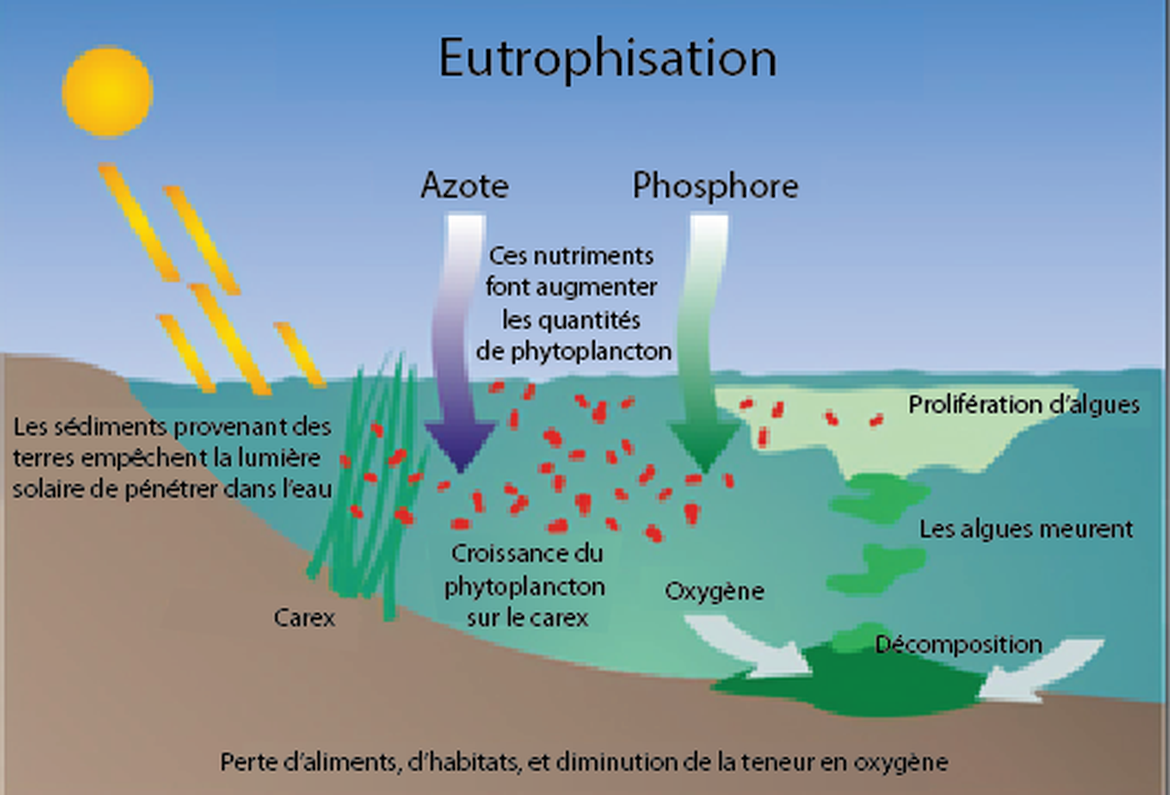 Figure 2 :  Représentation schématique des conditions eutrophes. La teneur en oxygène dissous augmente considérablement pendant la journée, mais elle est fortement réduite après la tombée de la nuit, par les algues qui respirent et par les micro-organismes qui se nourrissent de la masse croissante d’algues mortes. Lorsque les niveaux d’oxygène dissous diminuent au point d'atteindre des niveaux hypoxiques, les poissons et les autres animaux marins suffoquent.