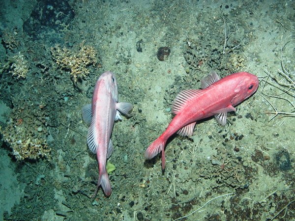 Orange roughy