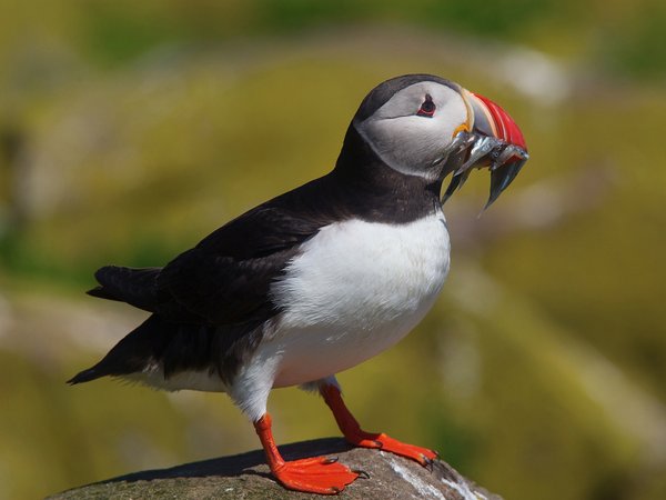 Marine Birds Thematic Assessment