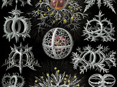 New developments in the way biodiversity is assessed