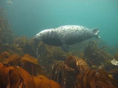 Figure 2: Atlantic grey seals (Halichoerus grypus) © Niki Clear, JNCC