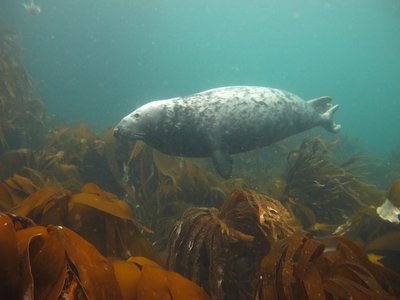 Seal Abundance and Distribution