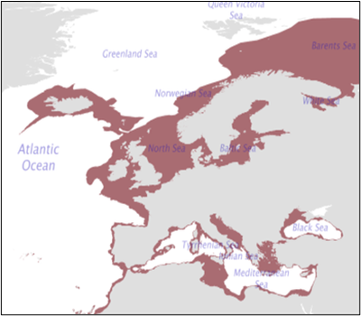 Figure 1: Geographic distribution of spurdog in the Northeast Atlantic and adjacent seas. Source: http://www.fao.org/figis/geoserver/factsheets/species.html?species=DGS-m&prj=4326