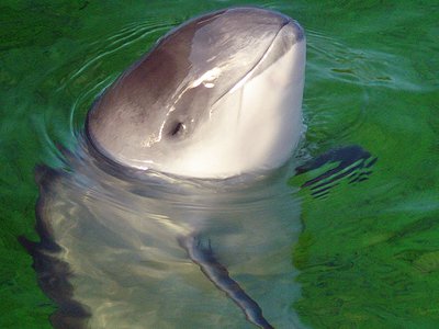 Mixed signals for marine mammals