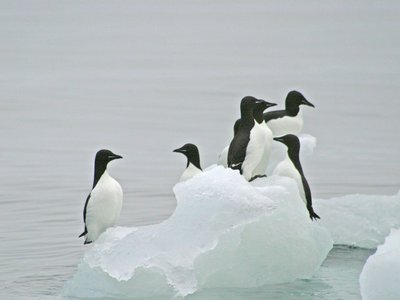 Guillemot de Brünnich