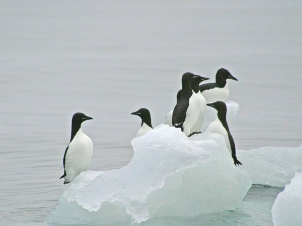 Thick-billed murre