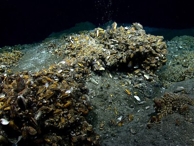 Monticules de carbonate