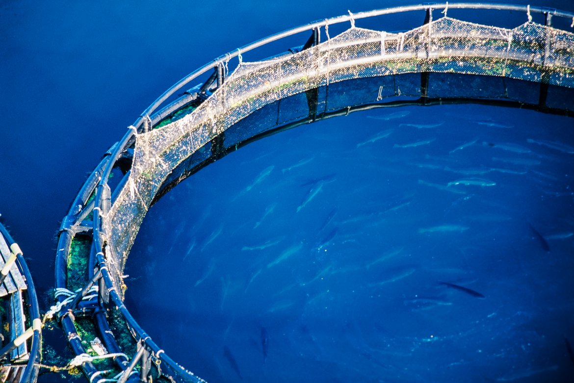 In some countries and OSPAR Regions, significant potential expansion in certain activities is expected in the coming decades, these include aquaculture © Shutterstock