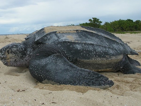 Leatherback turtle