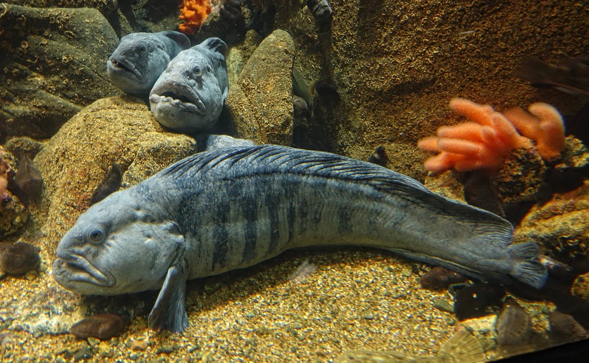 Figure 1: A large-bodied Atlantic Wolffish (Anarhichas lupus) (© Bjørn Christian Tørrissen)
