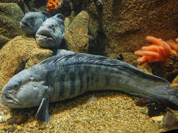 Size Composition in Fish Communities