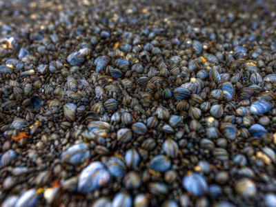 Status and Trends for Heavy Metals (Mercury, Cadmium, and Lead) in Fish and Shellfish 