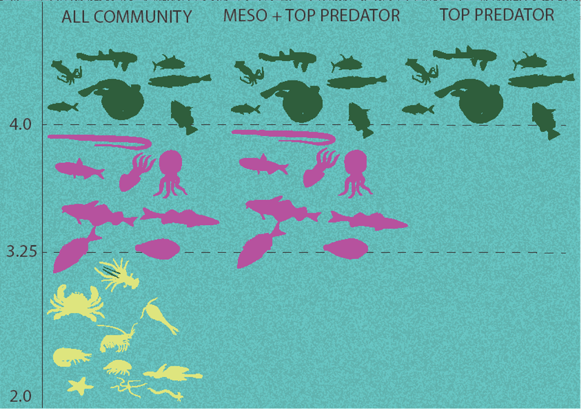Figure a: Schematic diagram showing the composition of species/taxa included in each TL cut-off: i) all community (MTL_2,0), ii) mesopredators and top predators (MTL_3,25), iii) top predators (MTL_4,0).