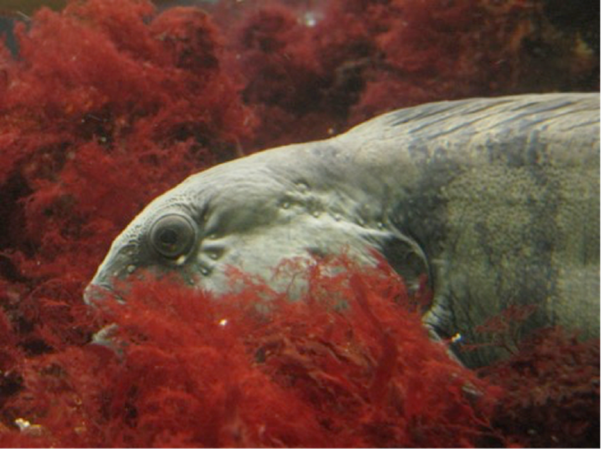Figure 1: Loup de l’Atlantique de grande taille (© Jim Ellis)