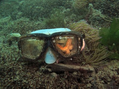 Composition and Spatial Distribution of Litter on the Seafloor