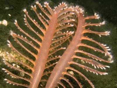 Colonies de pennatules et mégafaune fouisseuse