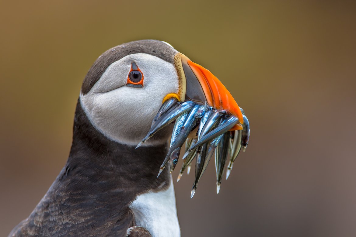 Puffin with catch of sandeels © Shutterstock