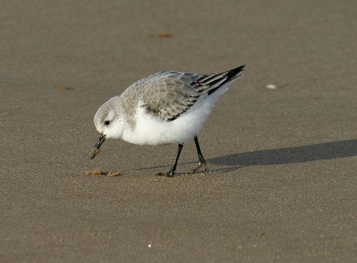 Sanderling (© A. Downie)