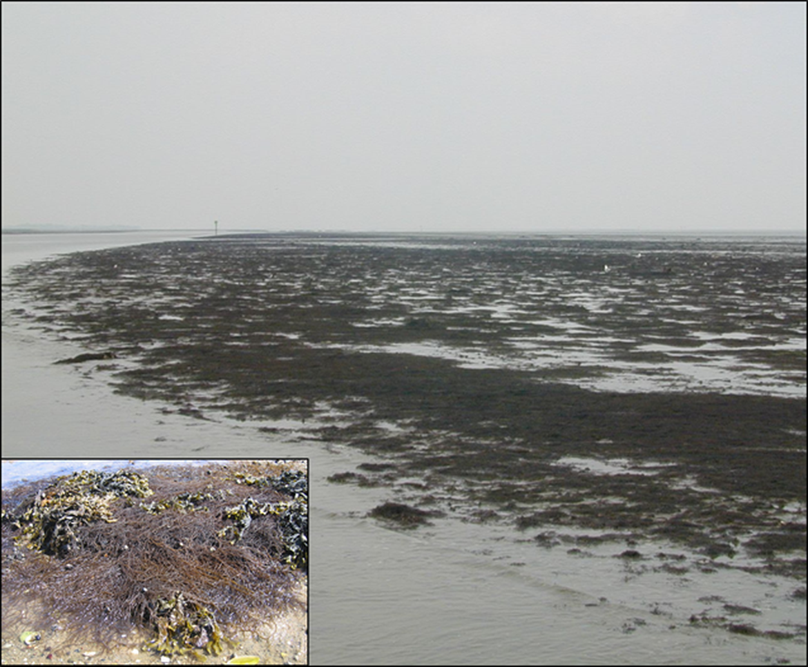 Figure 1: Agarophyton vermiculophyllum (formerly Gracilaria vermiculophylla) is a globally distributed invasive macroalga reported in 8 of the 11 OSPAR Contracting Parties.