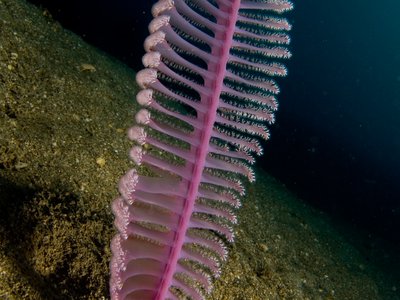 Benthic habitats affected by bottom fisheries