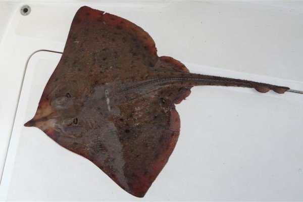 White skate