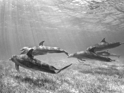 Pilot Assessment of Status and Trends of Persistent Chemicals in Marine Mammals