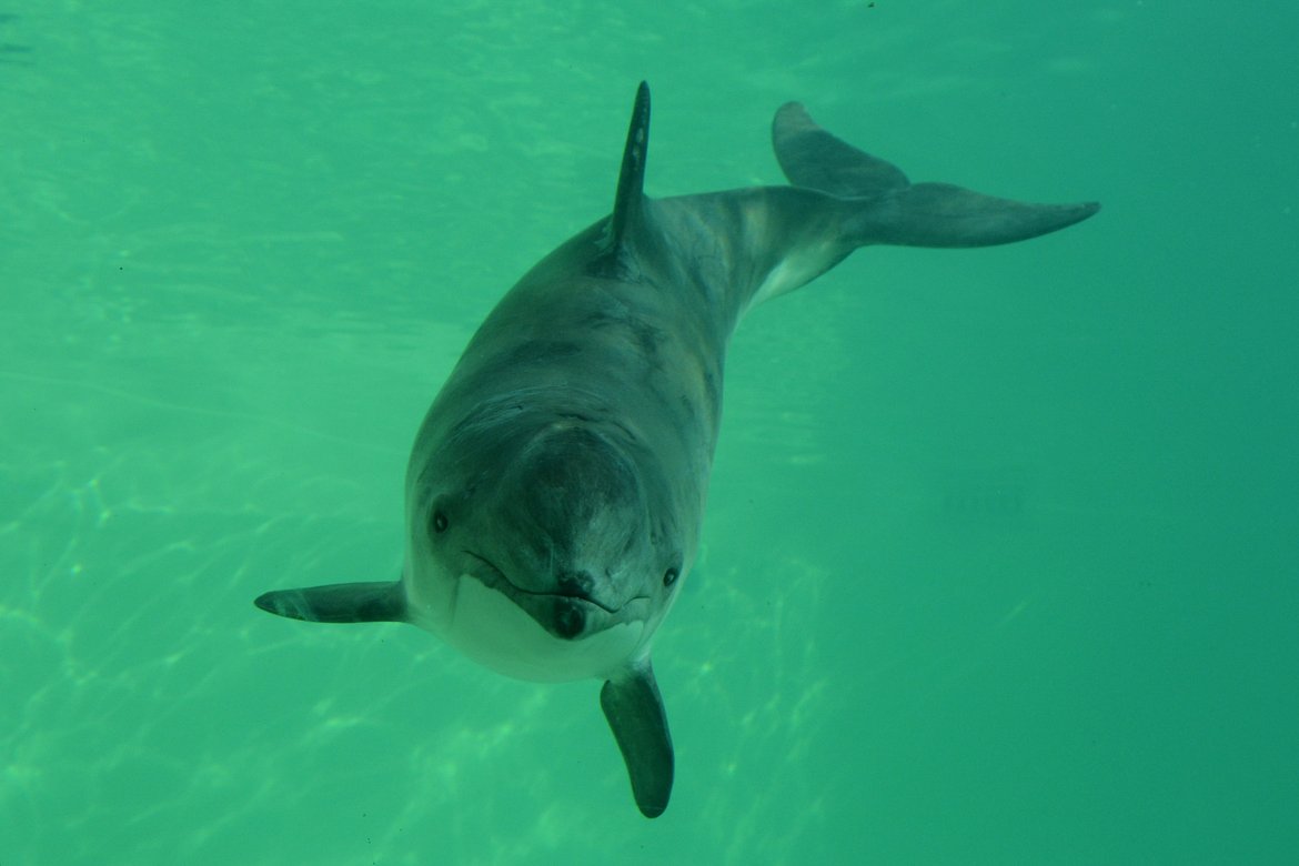 Harbour Porpoises are a type of cetacean which use sonar to locate food. Source: Ecomare